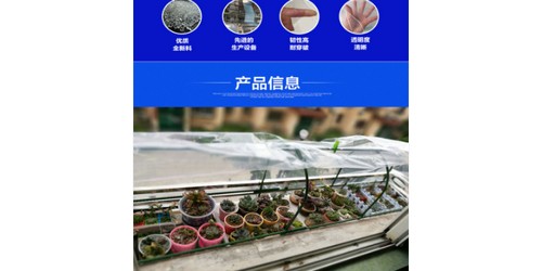 南京茶樹菇報價